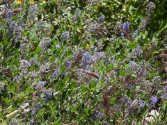 Ceanothus lemmonii