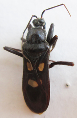 Ectomocoris quadrimaculatus