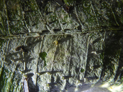 Calopadia subcoerulescens image