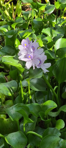 Pontederia crassipes