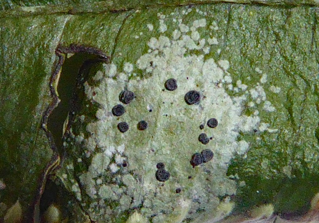 Leaf Dot Lichens