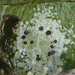 Leaf Dot Lichens - Photo no rights reserved, uploaded by Peter de Lange