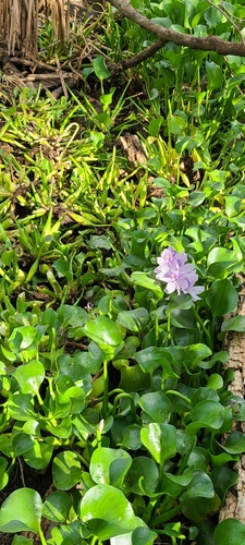 Pontederia crassipes