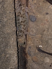 Hemidactylus turcicus