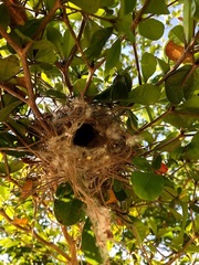 Auriparus flaviceps