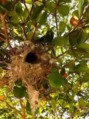 Auriparus flaviceps
