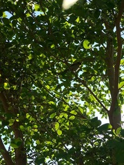 Auriparus flaviceps