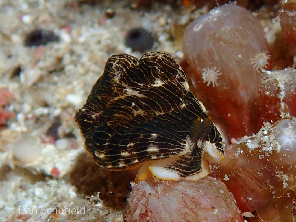 Dermatobranchus striatus