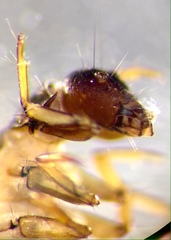 Tasimia