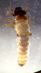 Tasimia