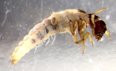 Tasimia