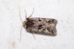 Cerastis enigmatica