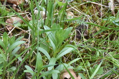 Sericocarpus rigidus