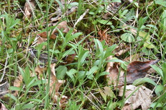 Sericocarpus rigidus