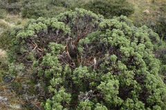 Brachyglottis cassinioides