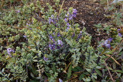 Veronica pimeleoides pimeleoides