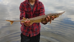 Scaphirhynchus platorynchus