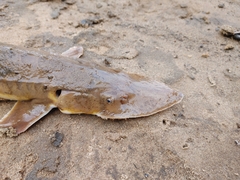 Scaphirhynchus platorynchus