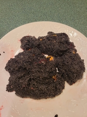 Scaphirhynchus platorynchus