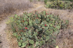 Opuntia × vaseyi