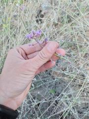 Hesperidanthus linearifolius