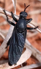 Ospriocerus