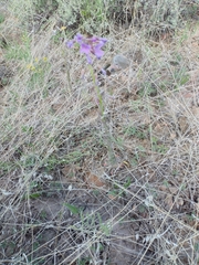 Hesperidanthus linearifolius