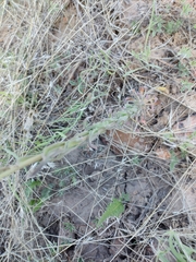 Hesperidanthus linearifolius