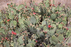 Opuntia × vaseyi