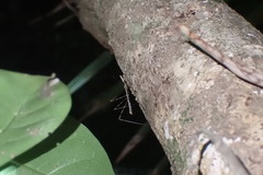 Ploiaria antipodum