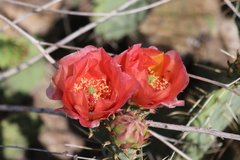 Opuntia × vaseyi