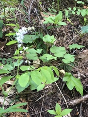 Ozomelis diversifolia