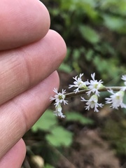 Ozomelis diversifolia