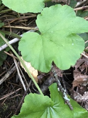 Ozomelis diversifolia