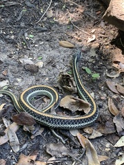 Thamnophis sirtalis annectens