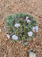 Convolvulus tragacanthoides