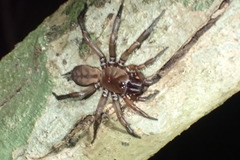 Hexathele hochstetteri