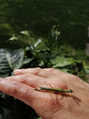 Damasippus