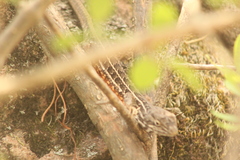 Sceloporus scalaris