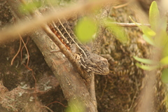 Sceloporus scalaris