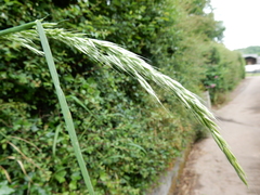 Arrhenatherum elatius bulbosum