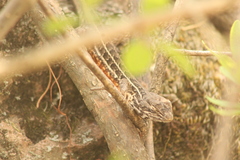 Sceloporus scalaris