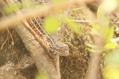 Sceloporus scalaris