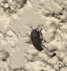 Tenebrionidae