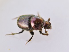 Onthophagus orpheus