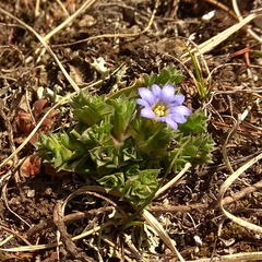 Gentiana squarrosa