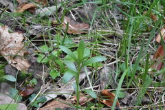 Sericocarpus rigidus