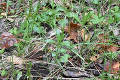 Sericocarpus rigidus