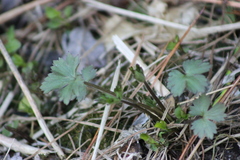 Ranunculus propinquus