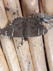 Sarmientoia faustinus